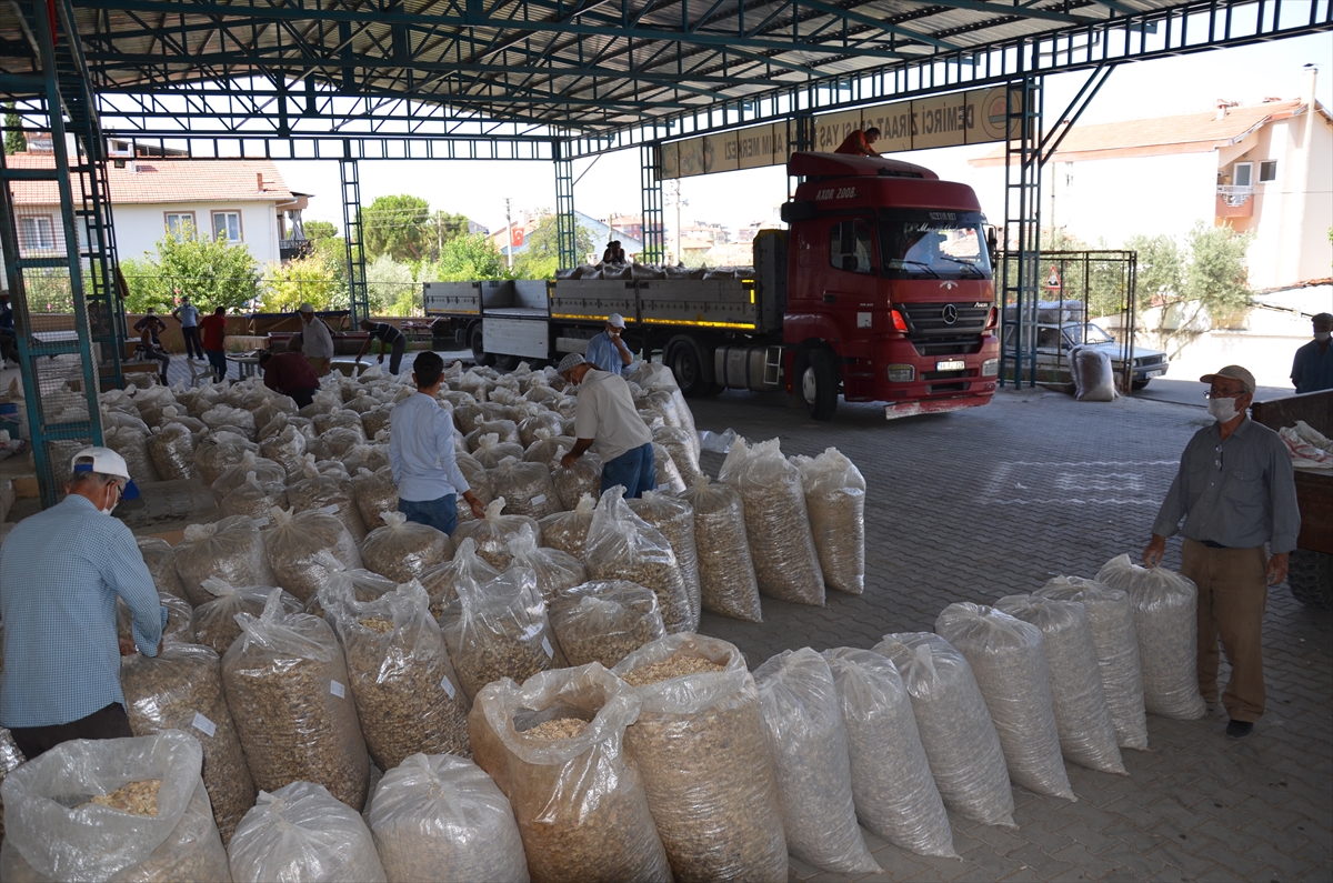 Manisalı haşhaş üreticisi fiyattan memnun 3 manisali hashas ureticisi fiyattan memnun 2 mlSJGnJ4