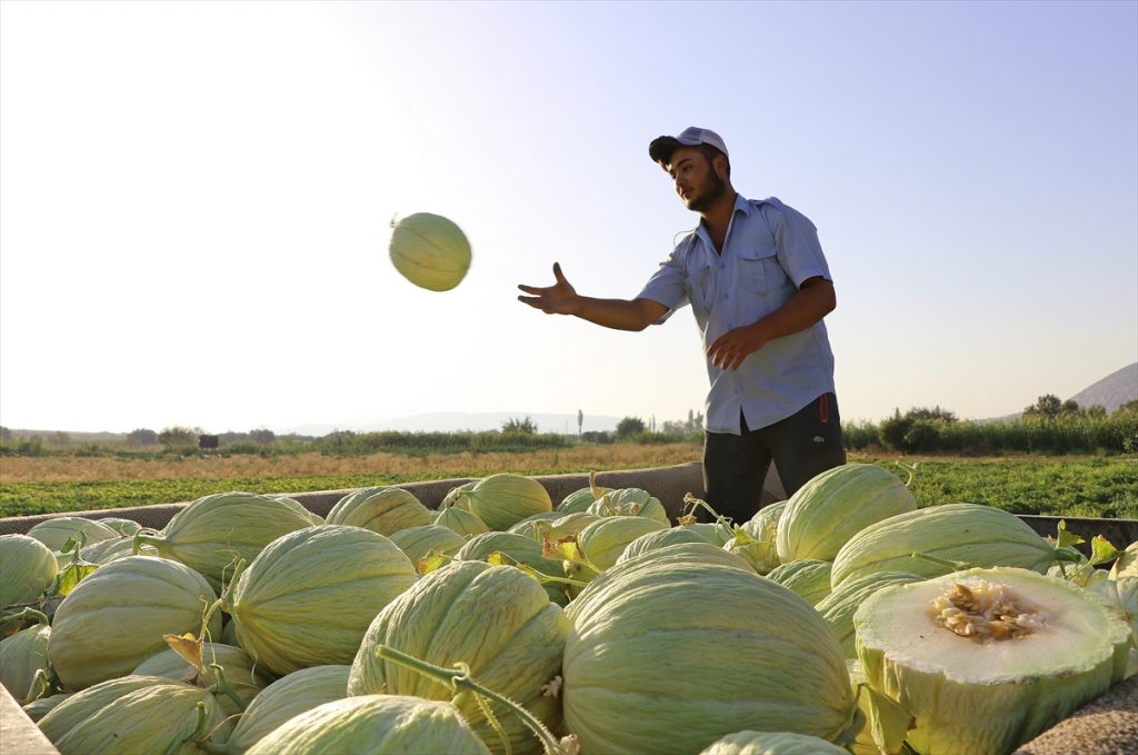 Kırkağaç'taki kavun üreticileri, dış pazara açılmak istiyor 3 20200905 2 44209110 57917736 Web