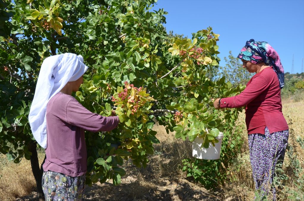 Aşılanan menengiçlerden 10 milyon liralık fıstık rekoltesi bekleniyor 2 20200905 2 44209423 57918784 Web