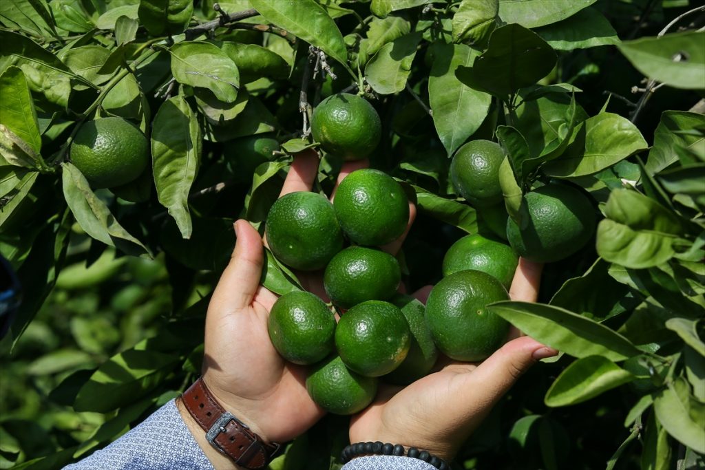 Mandalinada rekolte sevinci 3 mandalina da rekolte sevinci 1