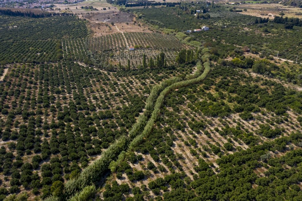 Mandalinada rekolte sevinci 2 mandalina da rekolte sevinci 4