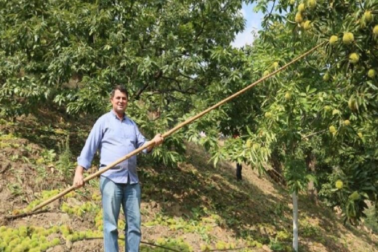Kuraklık kestaneyi olumsuz etkiledi 1 kuraklik kestaneyi olumsuz etkiledi pFHGiTt6