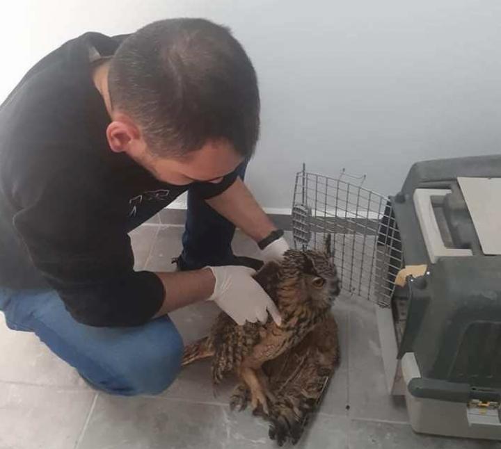 Yaralı Puhu kuşu tedaviye alındı 1 yarali puhu kusu tedaviye alindi T863OXSc