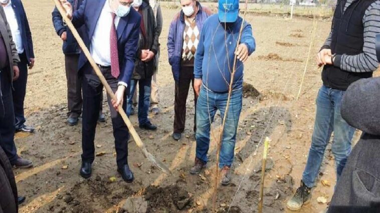 Aydın’da 21 bin 700 adet erkenci kayısı fidanı dağıtıldı 1 aydinda 21 bin 700 adet erkenci kayisi fidani dagitildi YWysGvMS